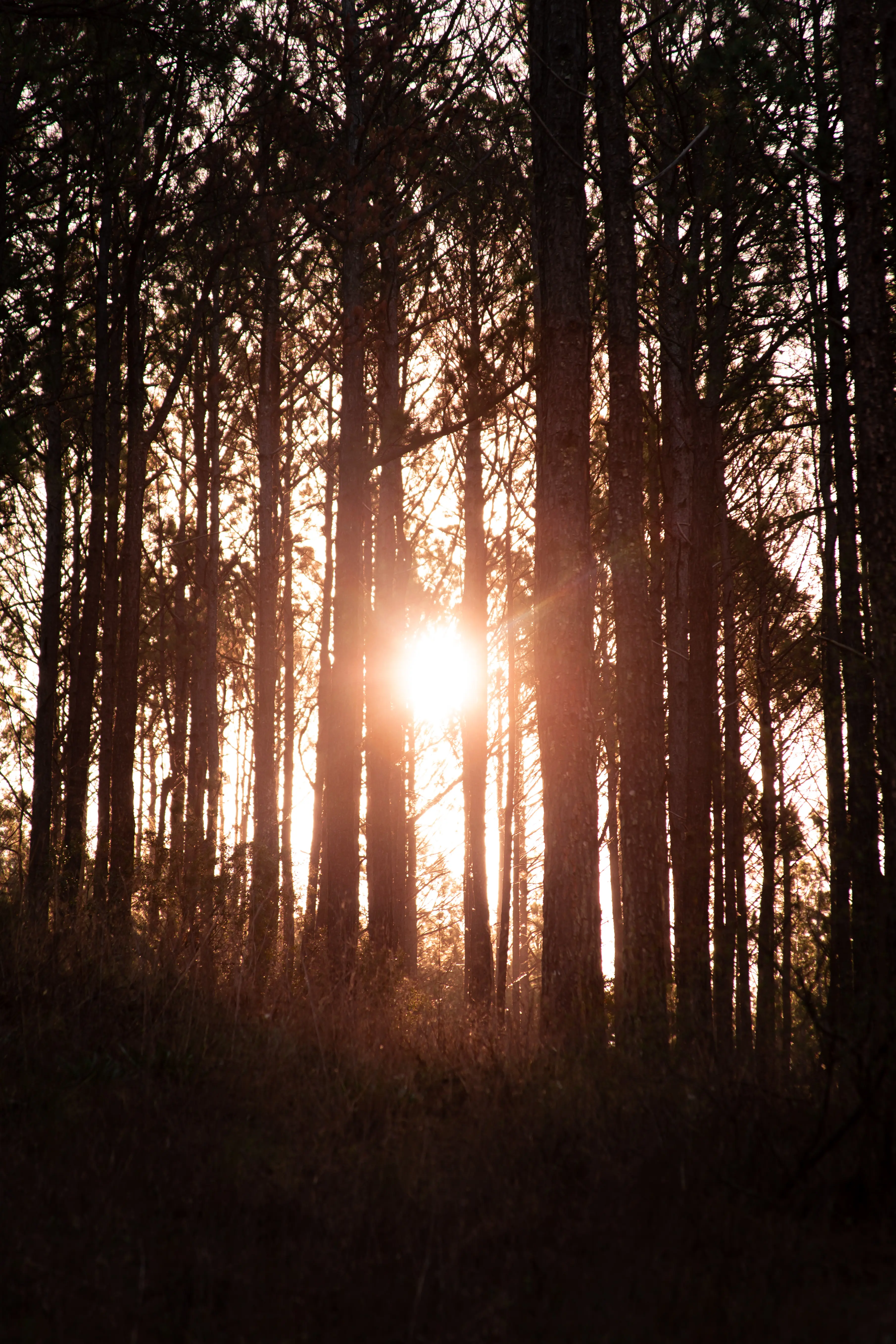 El sol cayendo entre los pinos del predio