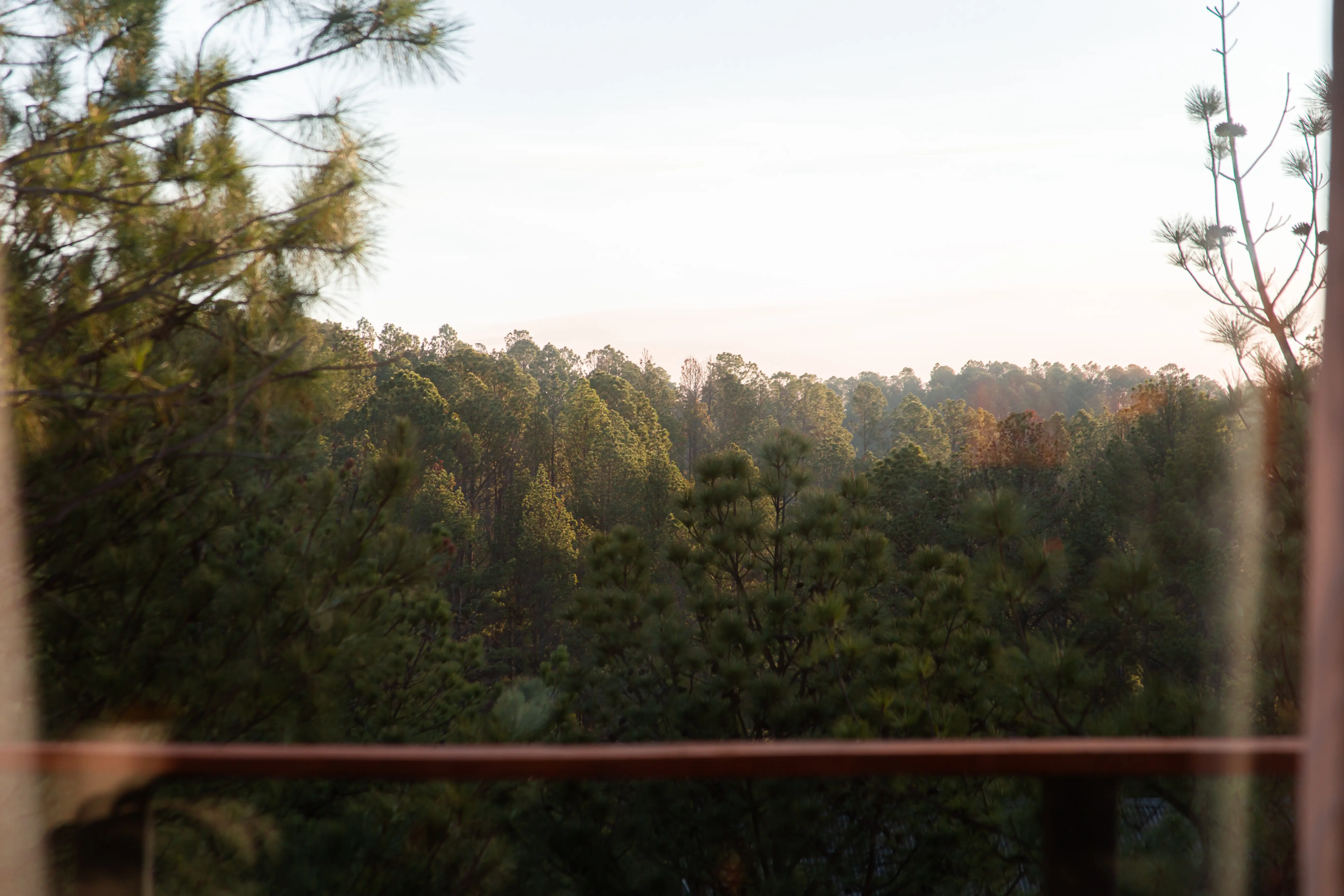 Bosque de pinos visto desde la baranda del deck
